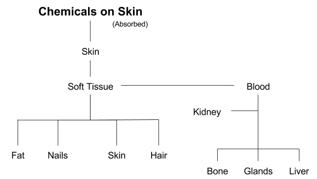 3 Ways Our Bodies Fill with Chemicals | Organic and Chemical-Free Life